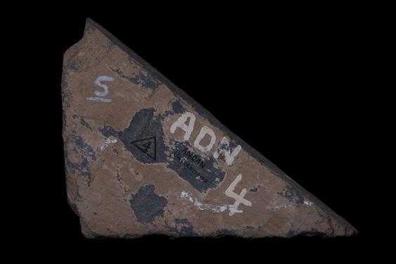 Image of Fantastic animal