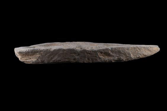 Image of Fantastic animal