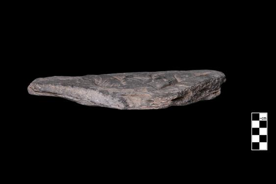 Image of Fantastic animal