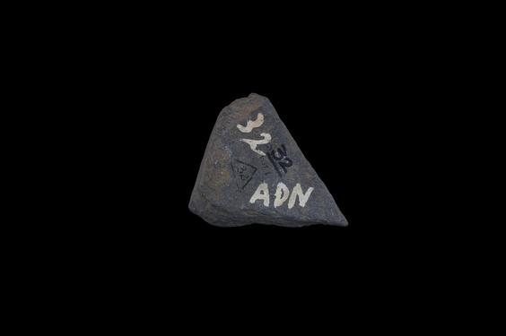 Image of Fantastic animal