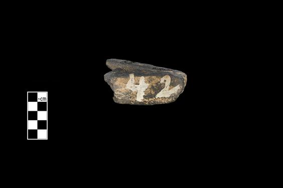 Image of Fantastic animal