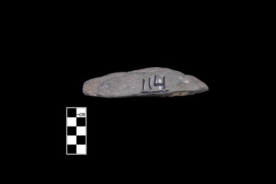 Image of Tree branches