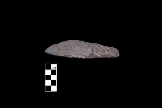 Image of Tree branches