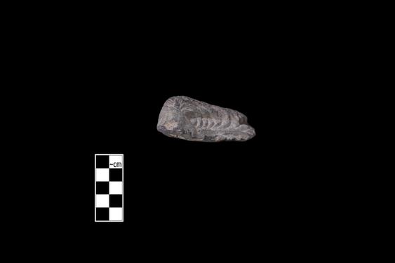 Image of Tree branches