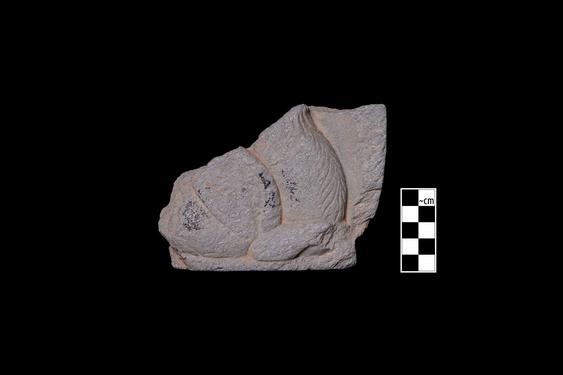 Image of Fantastic animal