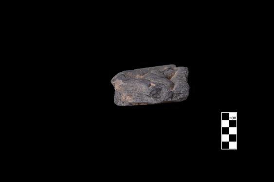 Image of Fantastic animal