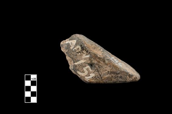 Image of Fantastic animal