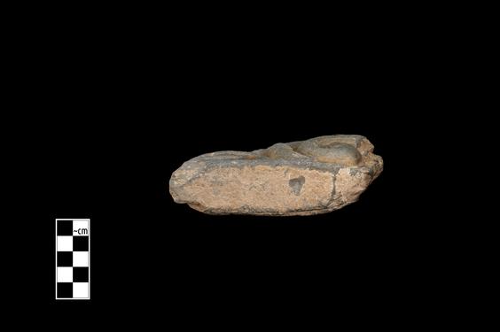 Image of Fantastic animal