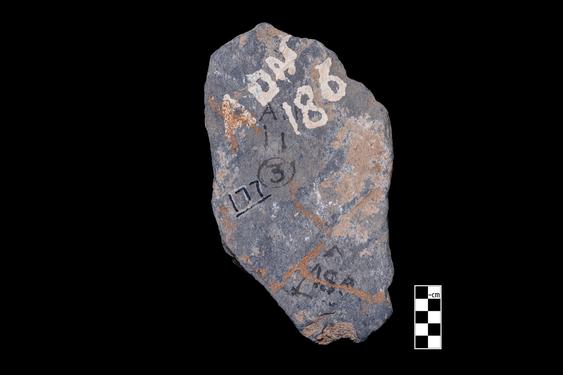 Image of Last Existence: Tug of War Competition