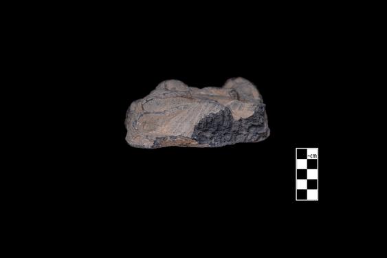 Image of Last Existence: Tug of War Competition