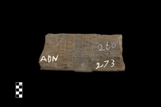 Image of Last Existence: Princely Life