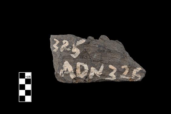 Image of Last Existence: Tug of War Competition