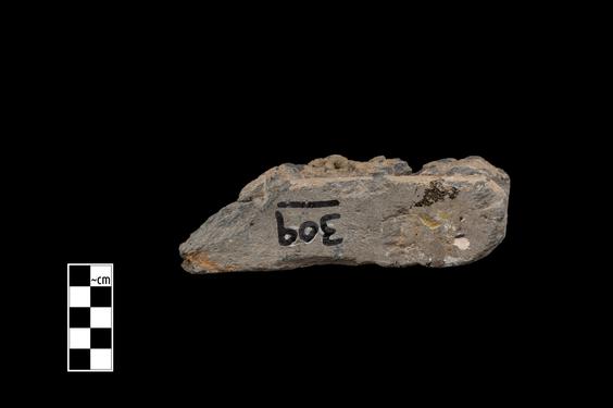 Image of Last Existence: Tug of War Competition