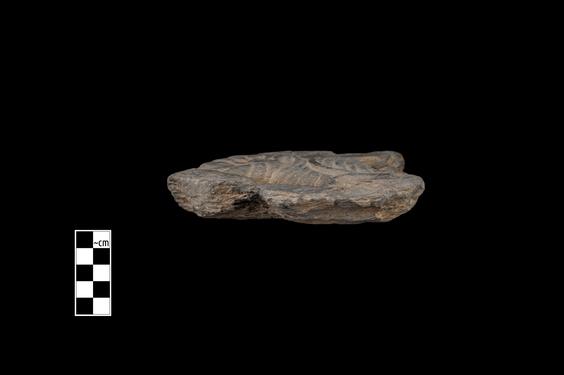 Image of Fantastic animal