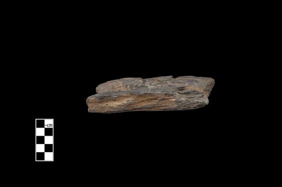 Image of Fantastic animal