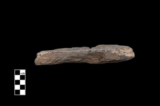 Image of Fantastic animal