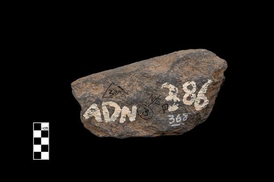 Image of Fantastic animal