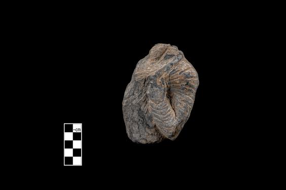 Image of Male figure