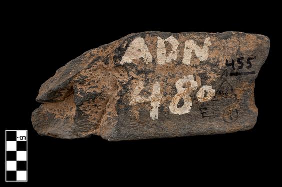 Image of Vine and ivy leaves