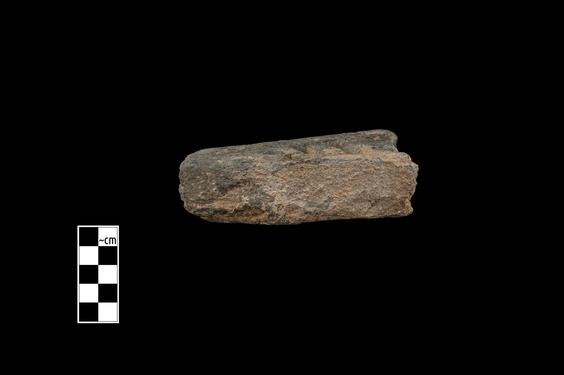 Image of Fantastic animal