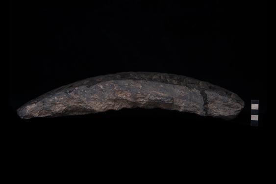 Image of Last Existence: Taming of the Elephant