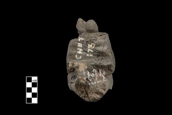 Image of Winged she-centaur