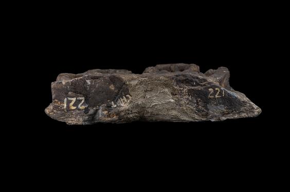 Image of Bodhisattva in Tuṣita Heaven