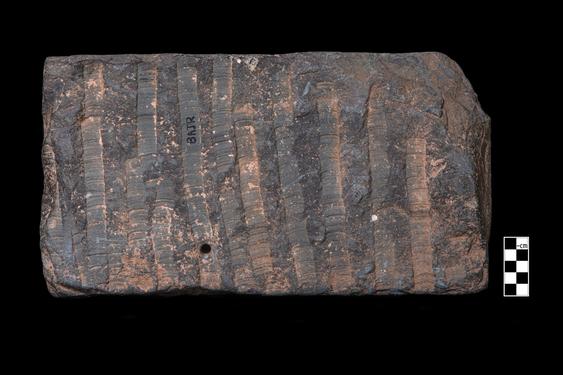 Image of Last Existence: The Bodhisattva watching sleeping women