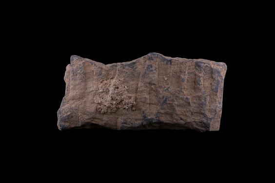 Image of Last Existence: Buddha's Birth