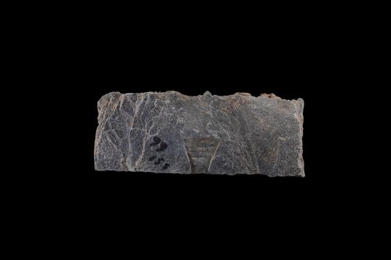 Image of Acanthus leaves